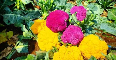 colorful cauliflower  শিখে নিন রঙিন ফুলকপি চাষের পদ্ধতি  ভালো আয় হবে