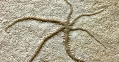starfish like creature  155 মিলিয়ন বছরের পুরনো  6টি হাত রয়েছে এমন অদ্ভুত প্রাণীর সন্ধান 